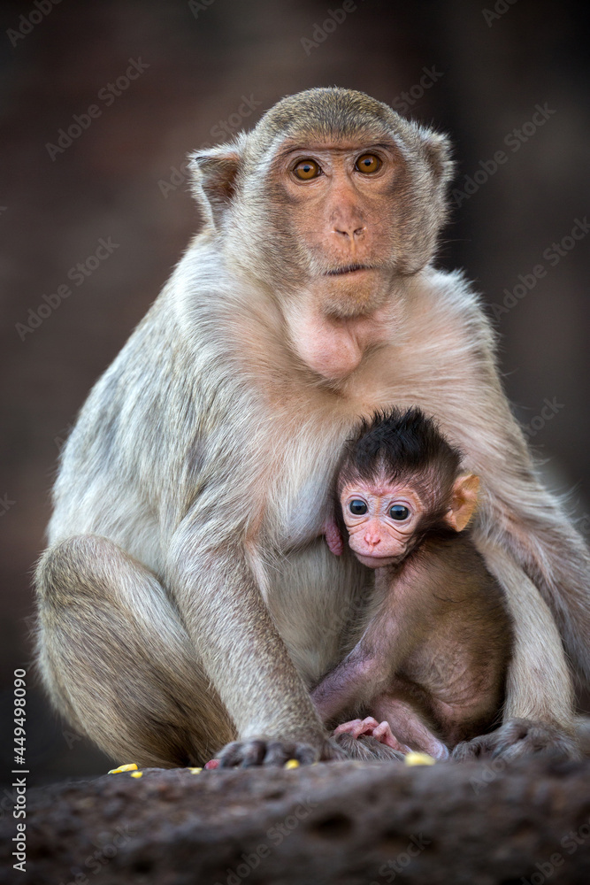 Family of monkeys are resting in nature.