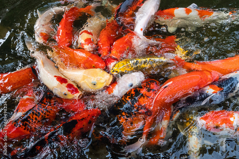 colorful koi fish in the pond.
