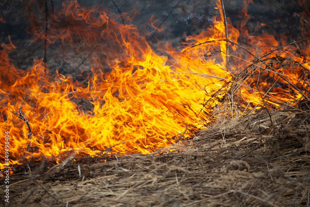 Dry grass is burning. Fire in the field in spring. Dry grass is burning. Fire in the field in spring.