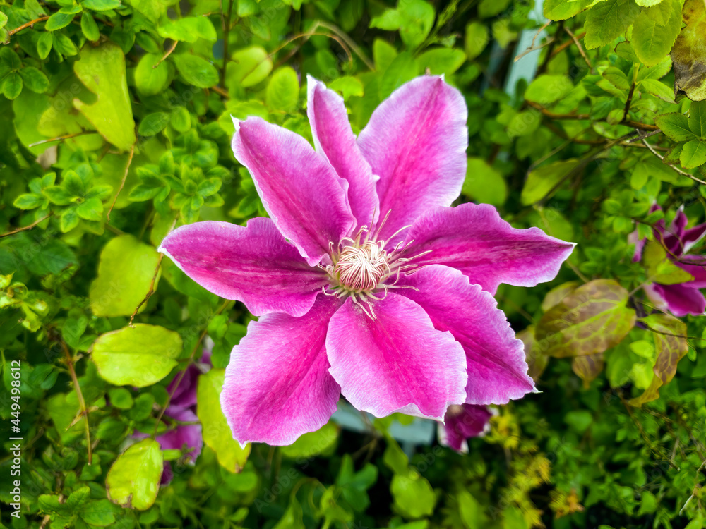 Clematis a spring summer flowering plant with a purple summertime flower commonly known as stock photo image Clematis a spring summer flowering plant with a purple summertime flower commonly known as stock photo image