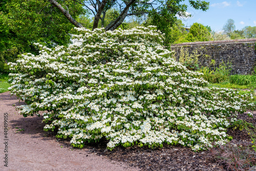 Viburnum plicatum forma tomentosum 'Shasta' a white spring summer flowering shrub commonly known as doublefire photo