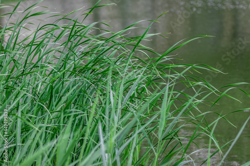 green grass in the wind