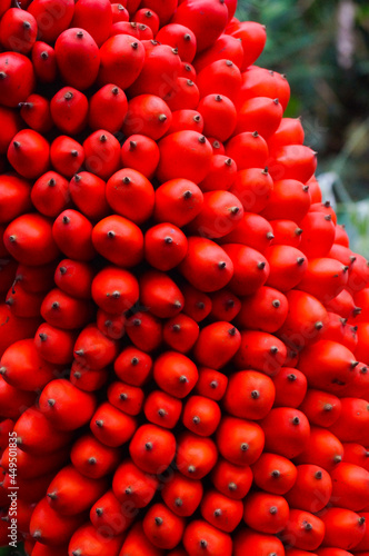 Closeup of Titan Arum (Amorphophallus titanum) Berries. photo