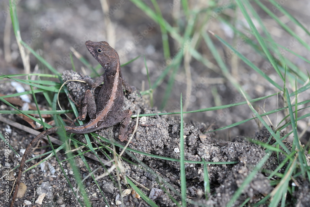 Naklejka premium lizard