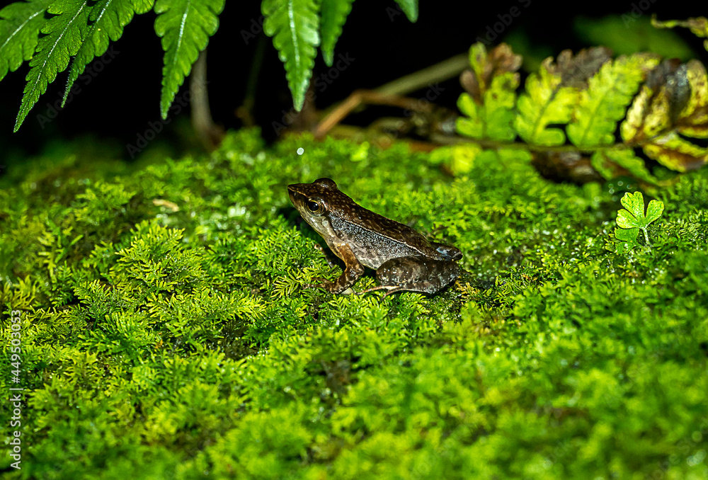 Obraz premium Frog on algae-covered rock