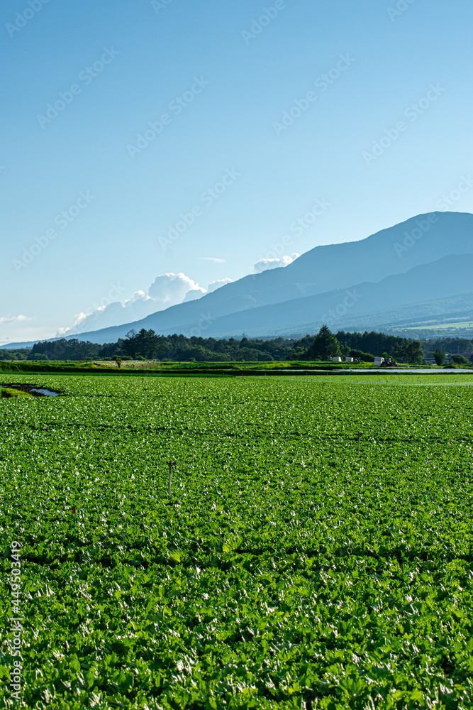 高原の豊作なレタス畑／長野県川上村
