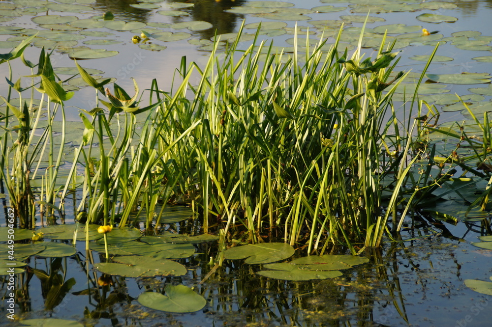 lilies in the pond lilies in the pond