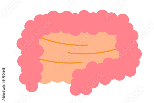小腸と大腸　ベクターイラスト