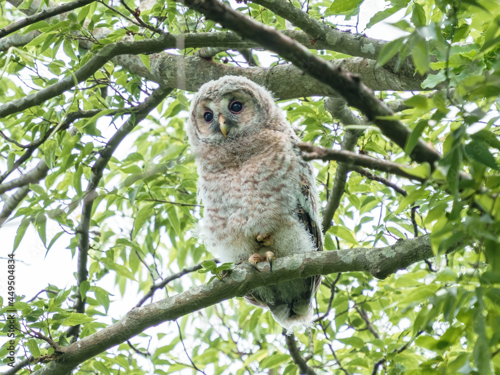 もふもふフクロウ