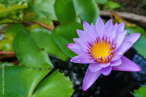 purple lotus flowers blooming in the fish tank,Empty space to enter text