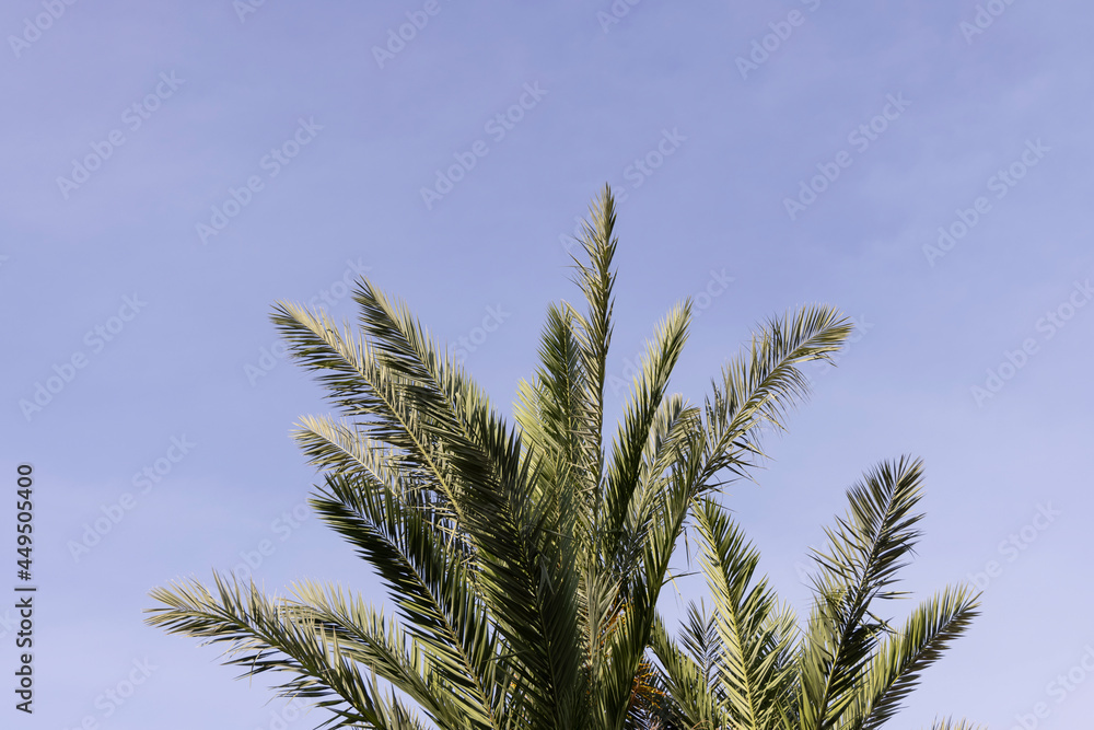 green palm tree and blue sky background green palm tree and blue sky background