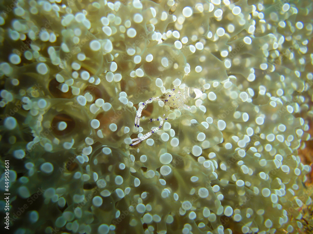 Anemone Shrimp (Ancylomenes Magnificus) in the filipino sea 17.10.2012