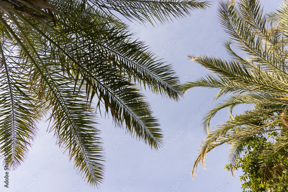 green palm tree and blue sky background green palm tree and blue sky background
