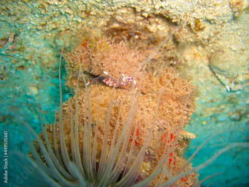 Ghost Shrimp (Palaemonetes) in the filipino sea 5.11.2012 photo