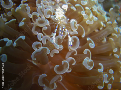 Anemone Shrimp (Ancylomenes Magnificus) in the filipino sea 8.11.2012 photo