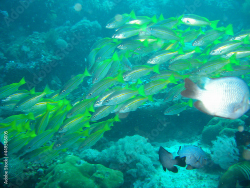 School of Fish in the filipino sea 15.11.2012