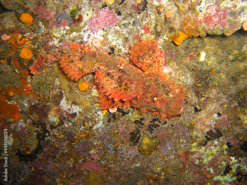 Tasseled Scorpionfish (Scorpaenopsis Oxycephala) in the filipino sea 6.11.2012