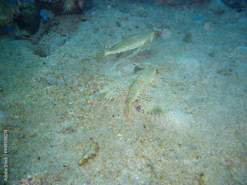 Oriental flying Gurnard (Dactylopteno Orientalis) in the filipino sea 20.11.2012