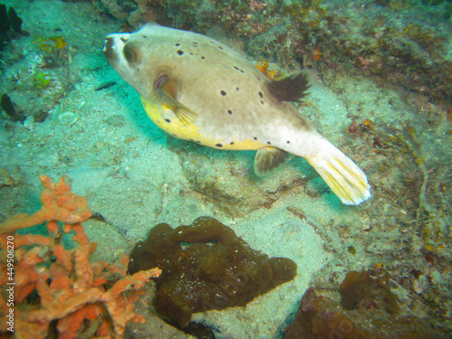 Blackspotted Puffer (Arothron Nigropunctatus) in the filipino sea 22.11.2012