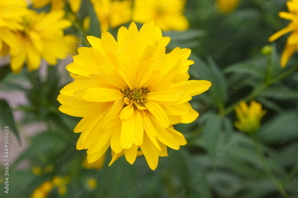 Fototapeta premium Rudbeckia plant (golden ball) closeup yellow and gold flower symbol of August