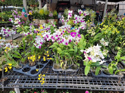 Beautiful orchids are in store. © panyawatt