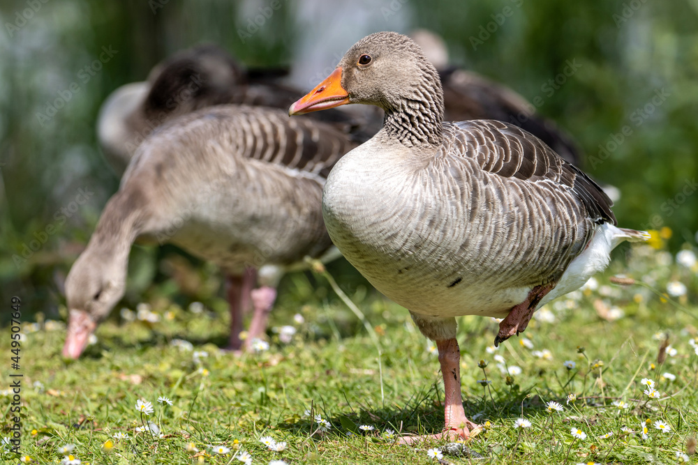 adult graylag geese (Anser anser) on a meadow with daisies adult graylag geese (Anser anser) on a meadow with daisies