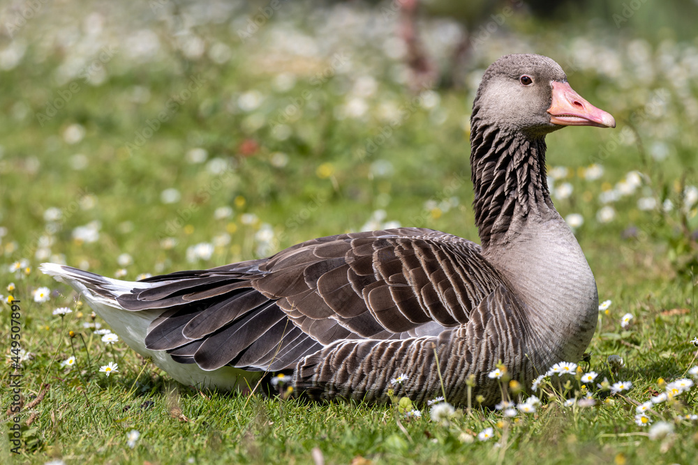 adult graylag goose (Anser anser) on a meadow with daisies adult graylag goose (Anser anser) on a meadow with daisies
