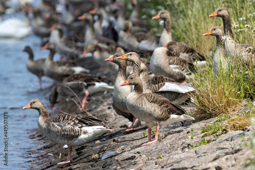 group of graylag geese (Anser anser) family on the bank of a canal