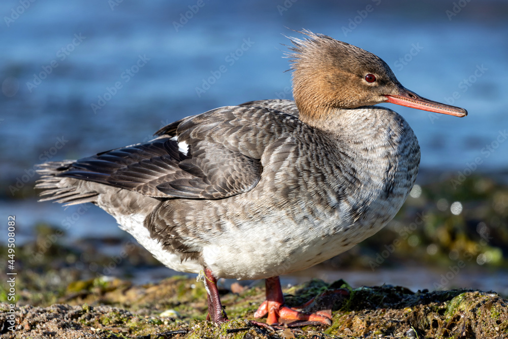 female red-breasted merganser (Mergus serrator) on the shores of the Baltic Sea female red-breasted merganser (Mergus serrator) on the shores of the Baltic Sea