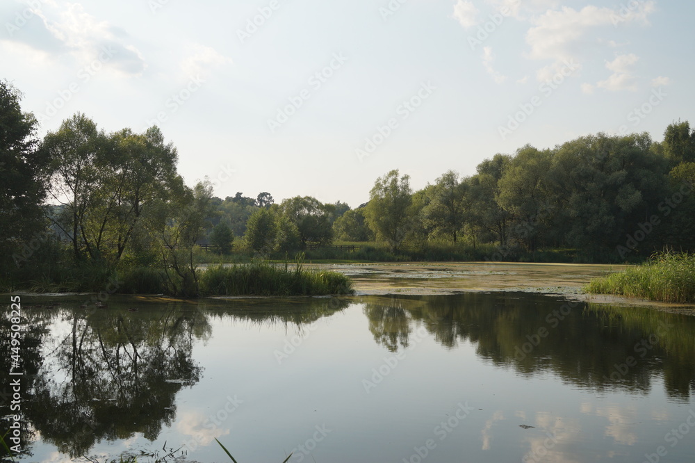 Obraz premium lake in the forest