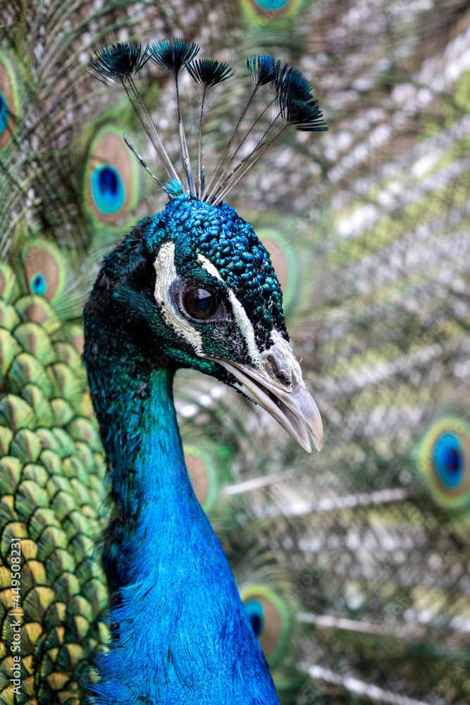 Fototapeta premium portrait of a male Indian peafowl (Pavo cristatus) on display