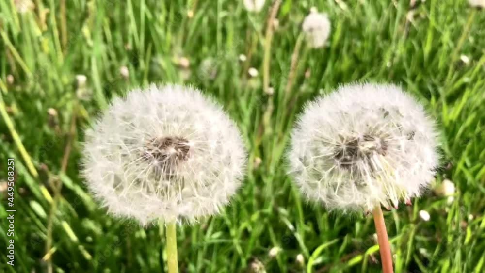 Two dandelions rotate around an axis on a background of green grass on sunny day. Don't tear your eyes off. The concept of relaxation. Soft focus Two dandelions rotate around an axis on a background of green grass on sunny day. Don't tear your eyes off. The concept of relaxation. Soft focus