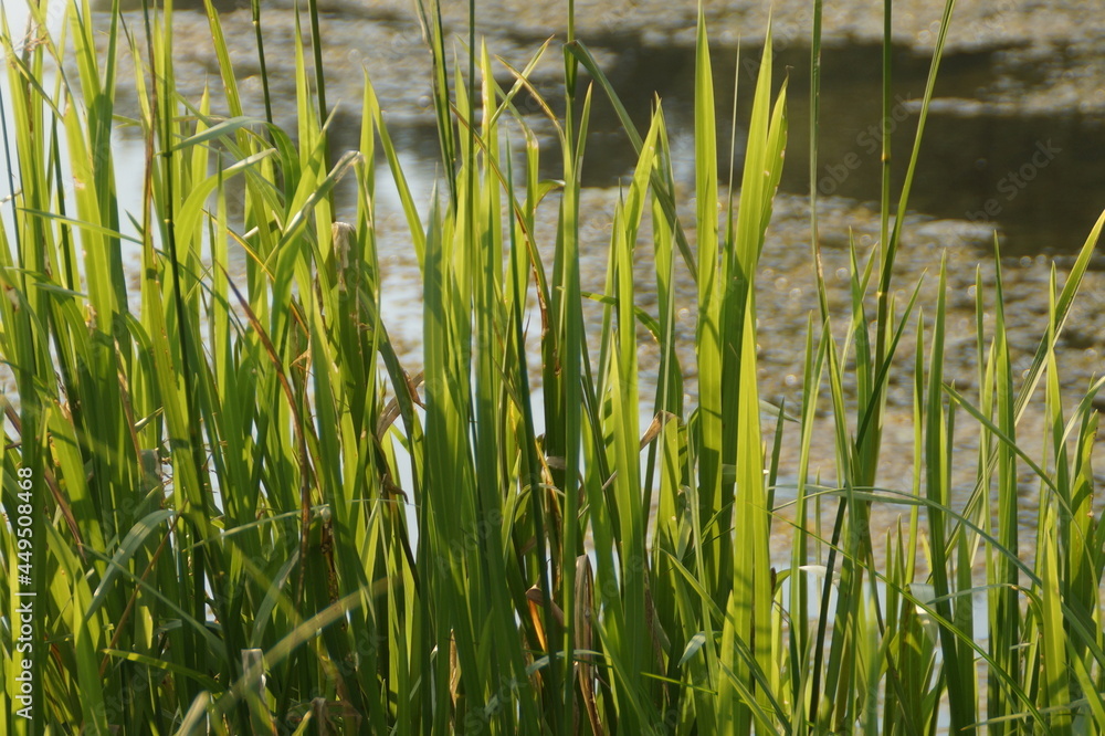 Obraz premium grass in the wind