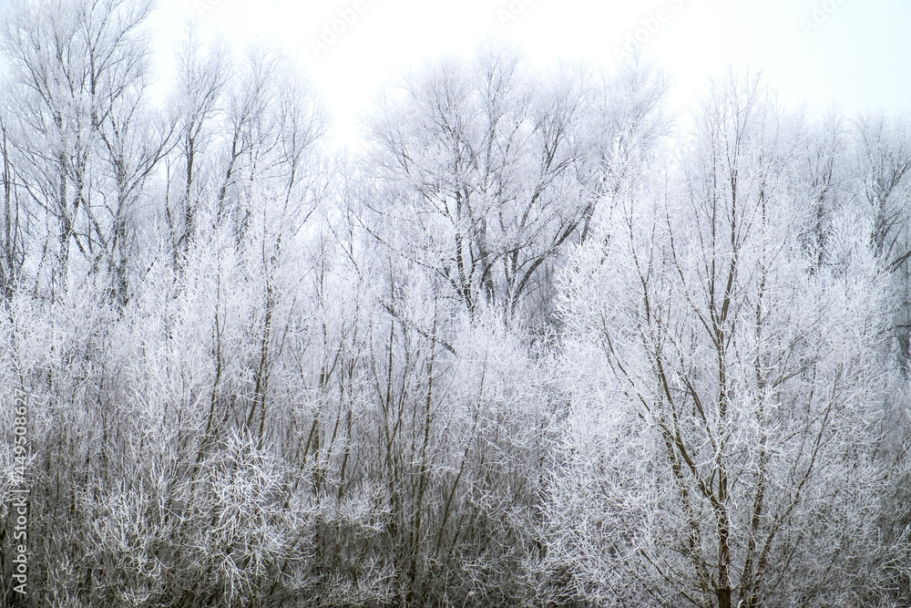 Frost deposit in nature Frost deposit in nature