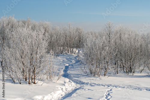 View of the frozen trees forest in winter © Lianna Art
