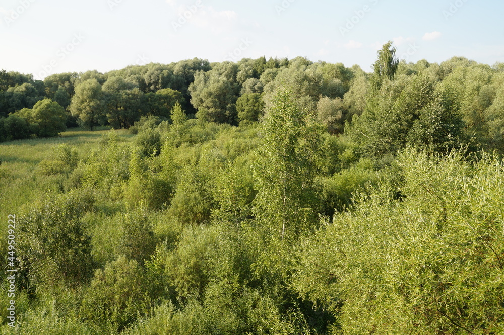 Obraz premium trees in the forest
