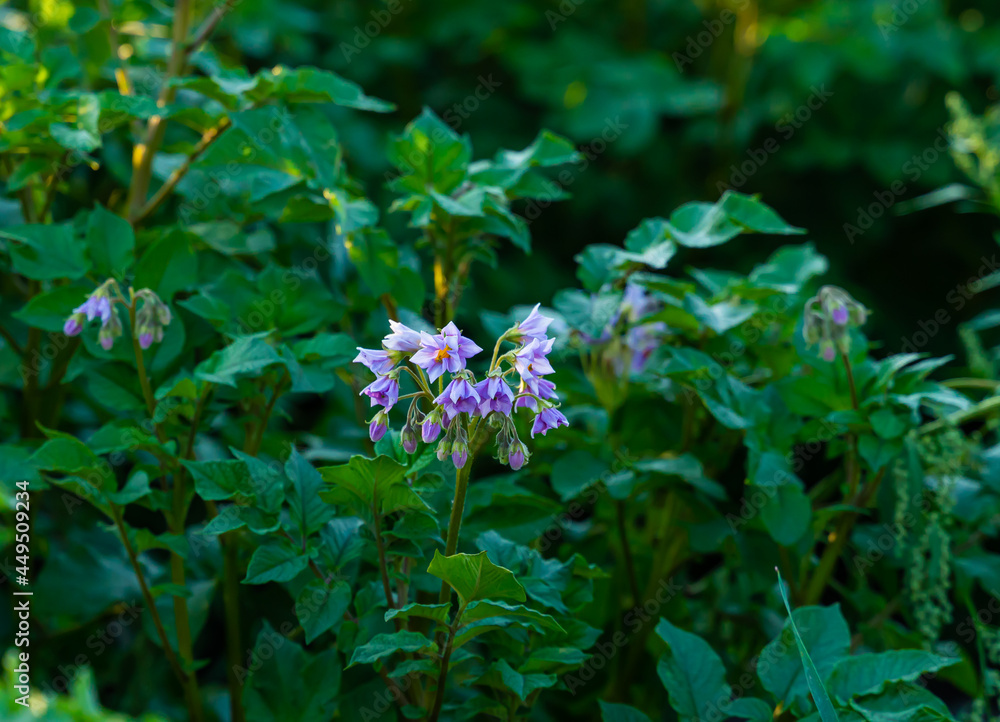Potato field with plants in bloom. Close up with shallow depth of field Potato field with plants in bloom. Close up with shallow depth of field