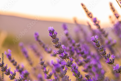 Fototapeta Naklejka Na Ścianę i Meble -  Lavender flowers in a lavender field. (Isparta Kuyucak lavanta köyü). Kuyucak Isparta lavender village. Turkey.	