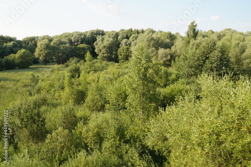 trees in the forest