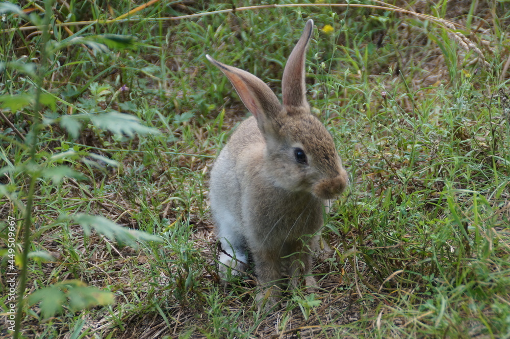 rabbit in the grass
