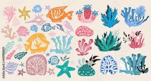 Seaweeds and corals 1