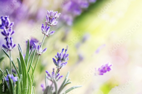 Blooming Lavender flowers on sunny day background
