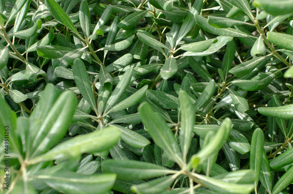 pitosporo plant with its branches and green leaves. photograph with concept of textures. wallpaper design. pitosporo plant with its branches and green leaves. photograph with concept of textures. wallpaper design.