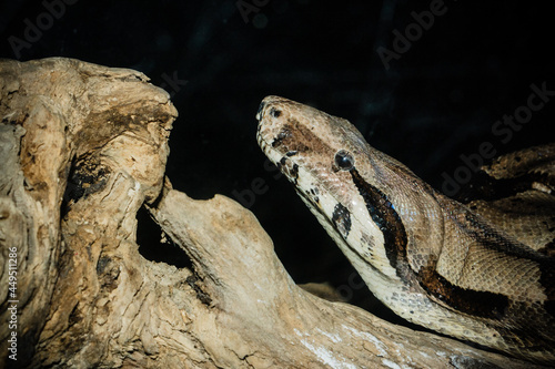 Head shot of a Boa Constrictor crawling along a log against a black backdrop.