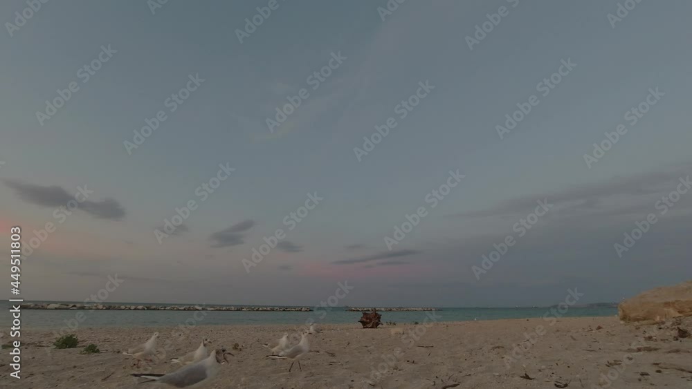 video gabbiani in riva al mare, risoluzione 4k video gabbiani in riva al mare, risoluzione 4k
