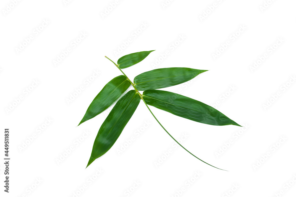 Bamboo leaves isolated on white background, Dendrocalamus