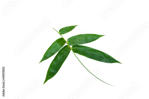 Bamboo leaves isolated on white background  Dendrocalamus