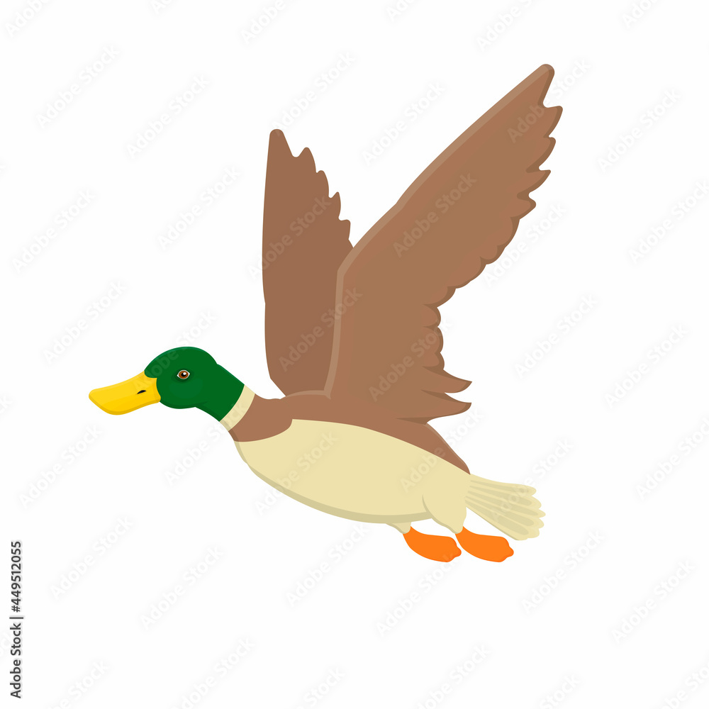 Obraz premium Duck. Duck bird, vector illustration