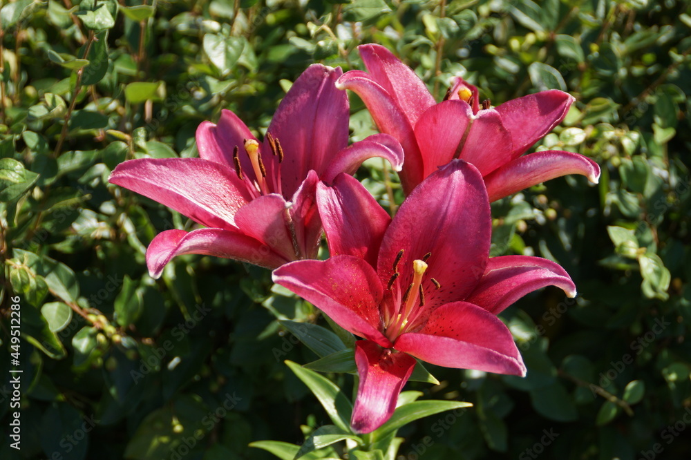 pink lily flower pink lily flower