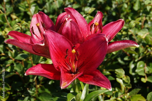 red lily in the garden